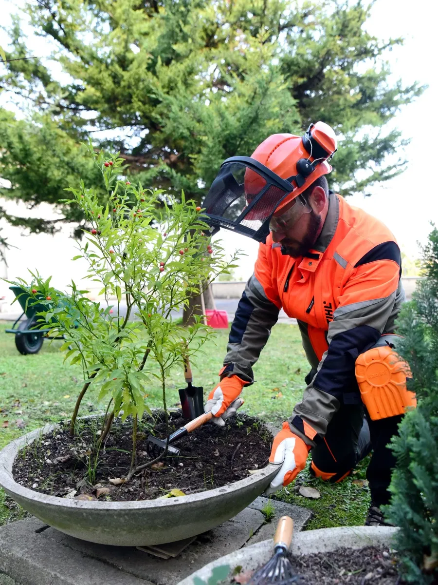 Prati in semina o a rotoli Cura e manutenzione, potatura e lavori forestali GREEN CLEAN di Bianchetti Gian Luca ad Arcevia