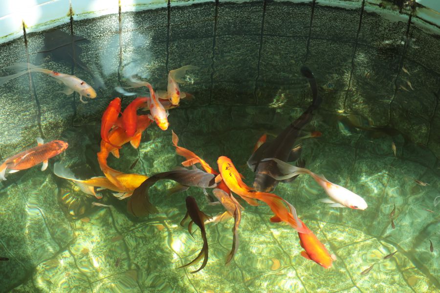 Prati in semina o a rotoli Cura e manutenzione, potatura e lavori forestali GREEN CLEAN di Bianchetti Gian Luca ad Arcevia