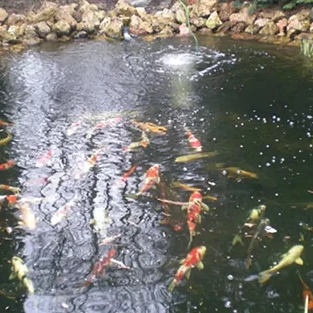 Prati in semina o a rotoli Cura e manutenzione, potatura e lavori forestali GREEN CLEAN di Bianchetti Gian Luca ad Arcevia