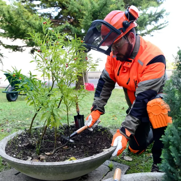 Prati in semina o a rotoli Cura e manutenzione, potatura e lavori forestali GREEN CLEAN di Bianchetti Gian Luca ad Arcevia